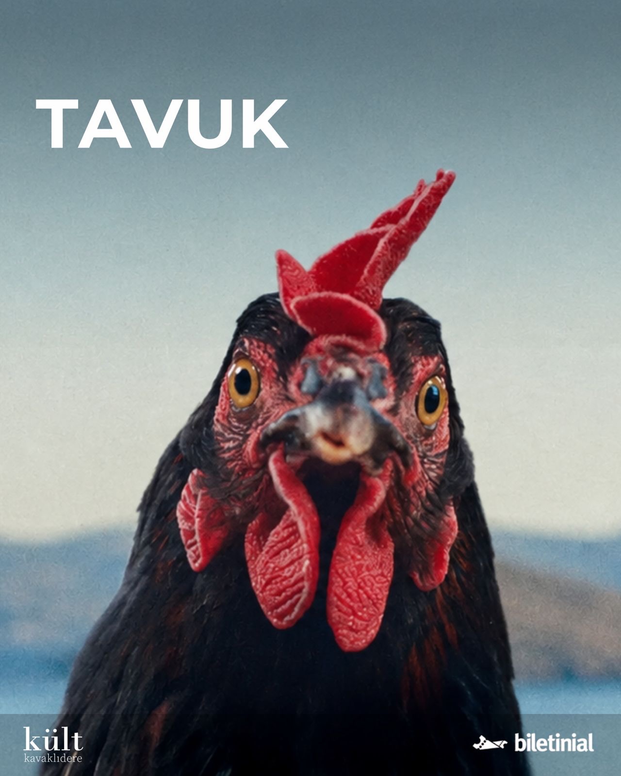 Tavuk